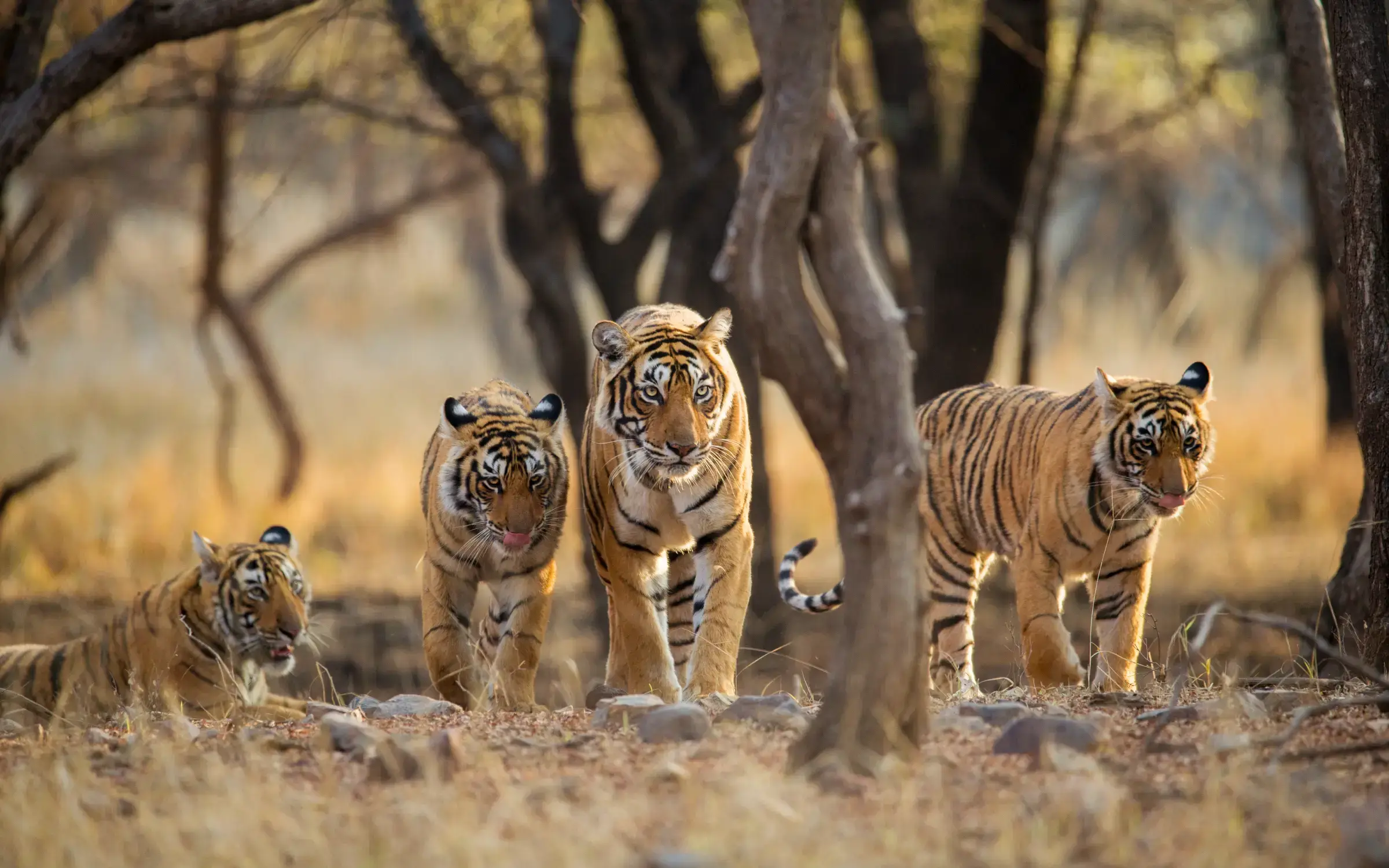 national parks india bnr